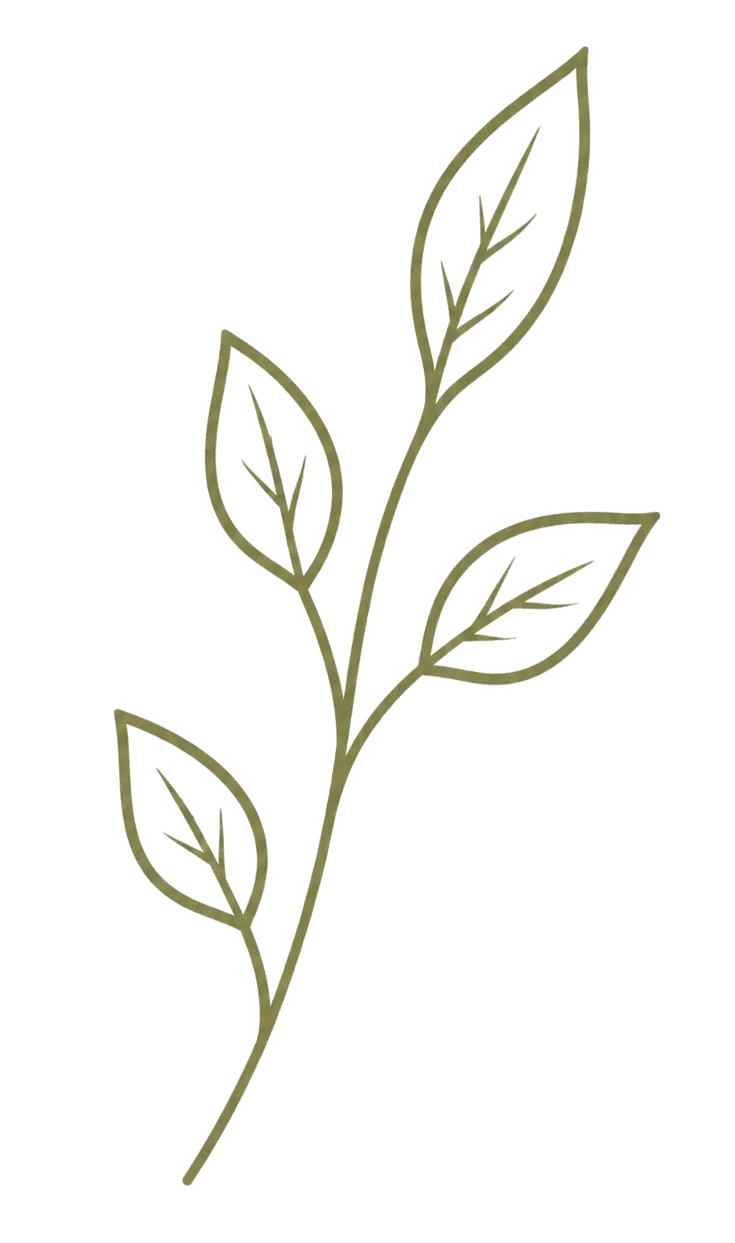 horizon botanical branch transparent 4 leaves tr
