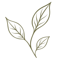 horizon-botanical-branch-transparent-01